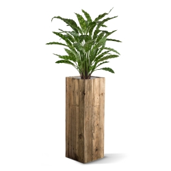 Calathea Leopardina 60 cm in vaso
