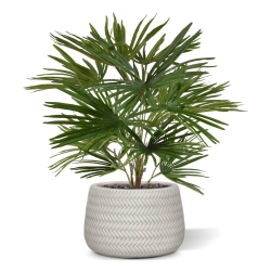 Baby Fan palma artificiale 45cm
