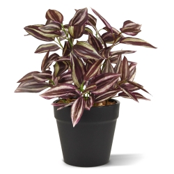 Pianta artificiale Tradescantia 18 cm - bordeaux