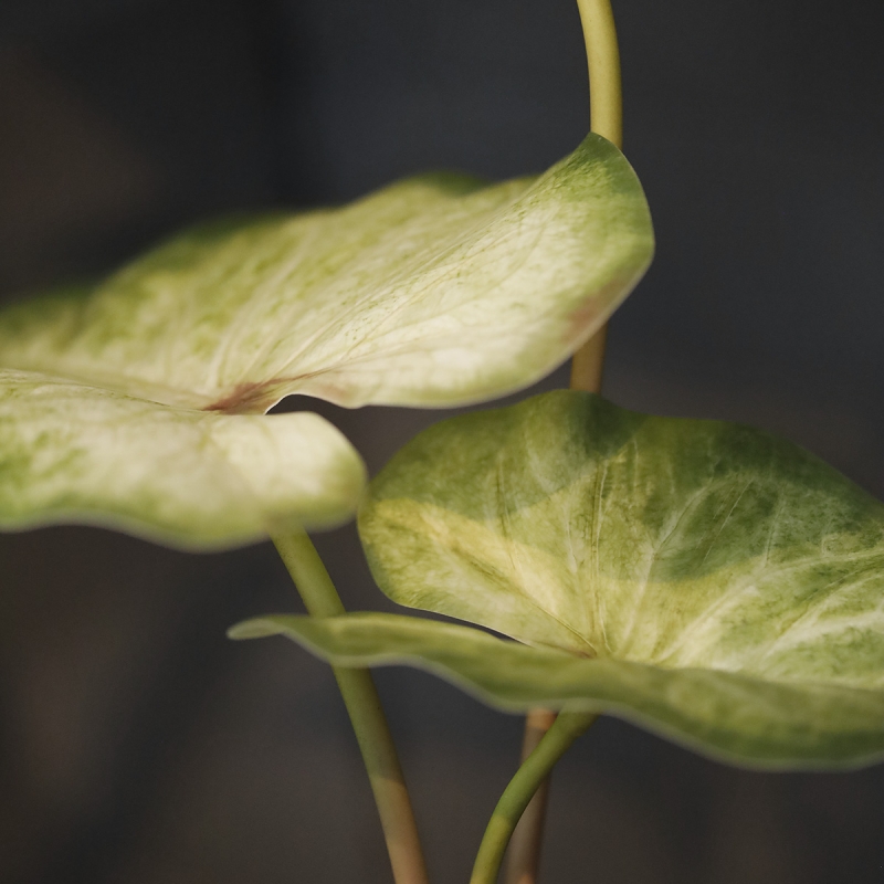 Caladium Aaron Pianta artificiale 60 cm