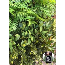 Vertical Forest Ficus Concept