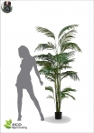 Areca Palm x 3 UVR H.170cm