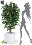 Ficus Artificiale Benjamin Exotica Deluxe verde più altezze