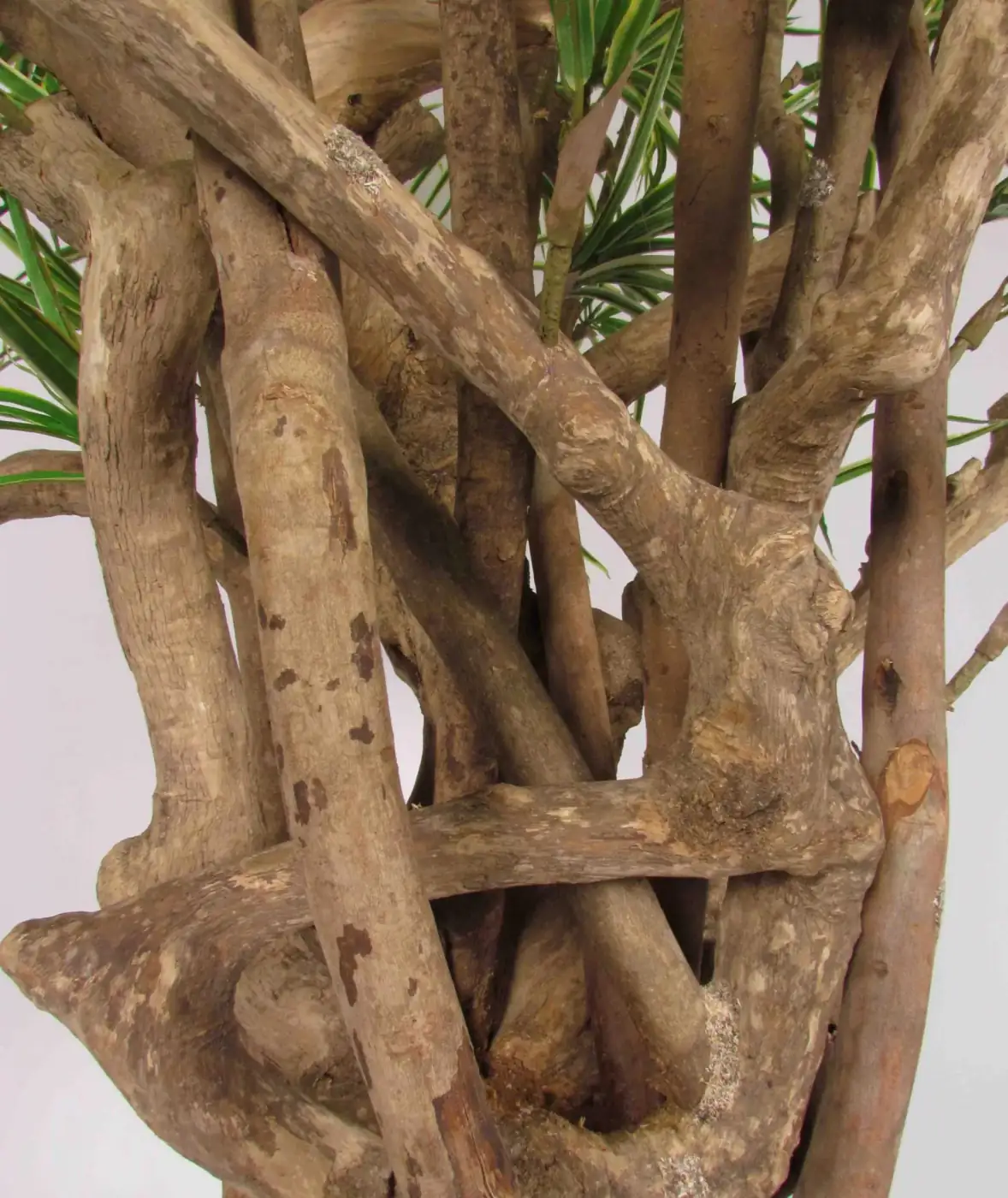 Tronco naturale vero trattato per alberi artificiali di alta gamma