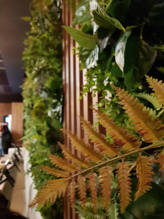 Moku Roma – foto 1